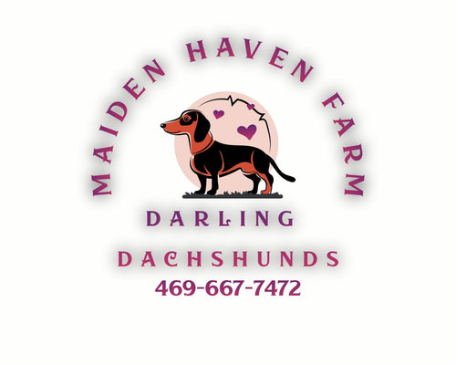 Maiden Haven Farm - Darling Dachshunds